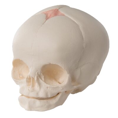 Modello di cranio fetale, calco naturale, 30a settimana di gravidanza