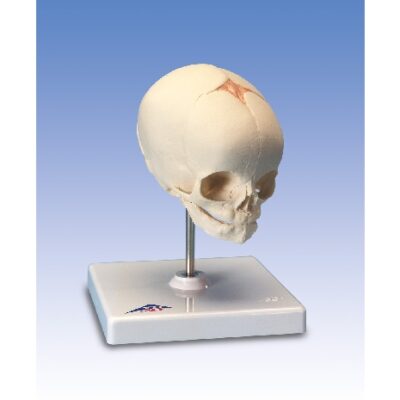 Modello di cranio fetale, calco naturale, 30a settimana di gravidanza, su supporto