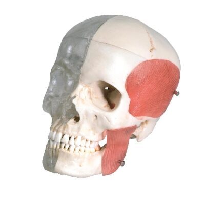 BONElike™ Modello di cranio umano, metà trasparente e metà osseo, in 8 parti