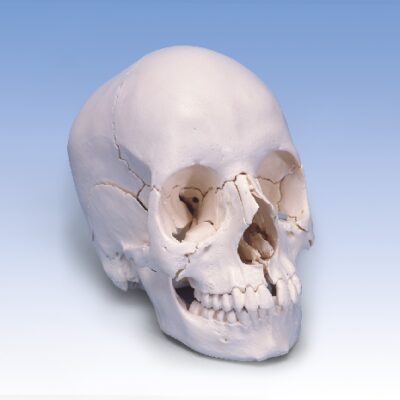 Modello di cranio umano adulto di Beauchene - Versione color osso, 22 parti