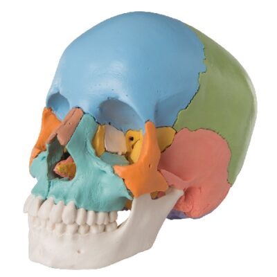 Modello di cranio umano adulto di Beauchene - Versione didattica colorata, 22 parti