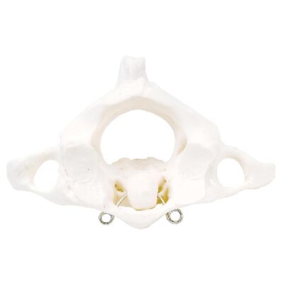 Atlas e Axis, niente stand