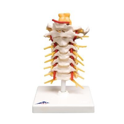 Colonna vertebrale cervicale