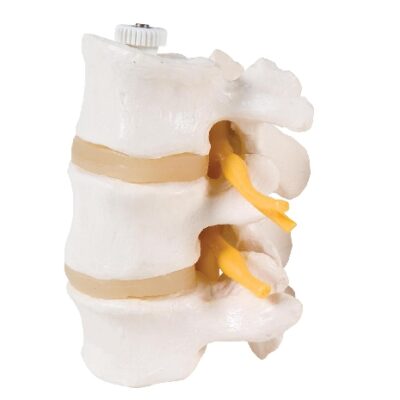 3 vertebre lombari, montate in modo flessibile