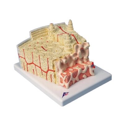 3B MICROanatomy™ Struttura ossea - ingrandita 80 volte