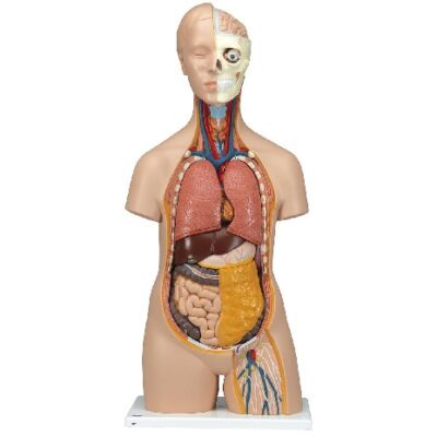 Torso classico unisex, in 12 parti