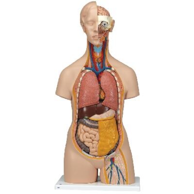 Torso unisex classico, 14 parti