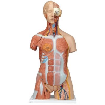 Torso muscolare bisessuato deluxe, in 31 parti