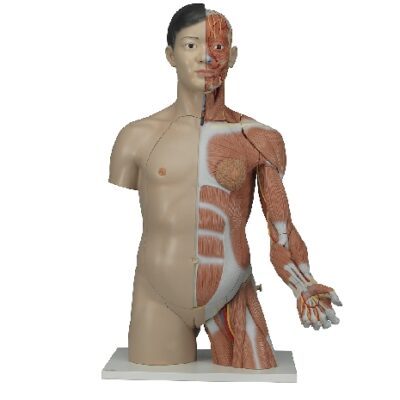 Torso asiatico bisessuato, a grandezza naturale, con braccio muscoloso, in 33 parti