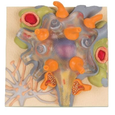 Corpo cellulare del neurone