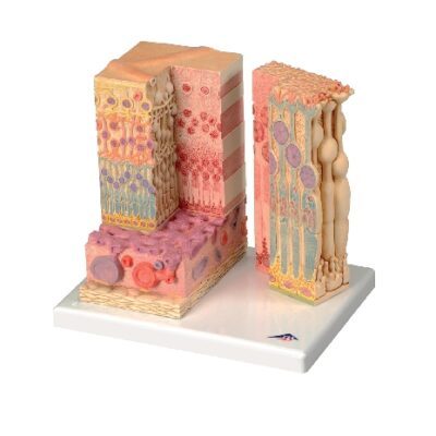 3B MICROanatomy™ Occhio