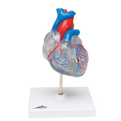 Cuore classico con sistema di conduzione, in 2 parti