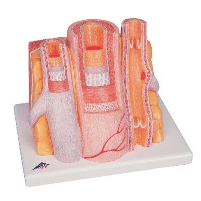 Arteria e vena 3B MICROanatomy™ - ingrandita 14 volte
