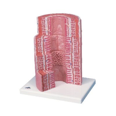 Apparato digerente 3B MICROanatomy™ - ingrandito 20 volte