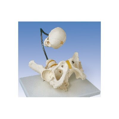 Bacino dimostrativo del parto