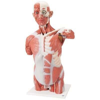 Modello di torso muscolare a grandezza naturale, in 27 parti