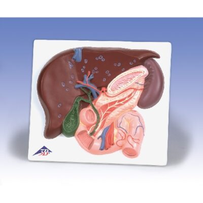 Fegato con cistifellea, pancreas e duodeno