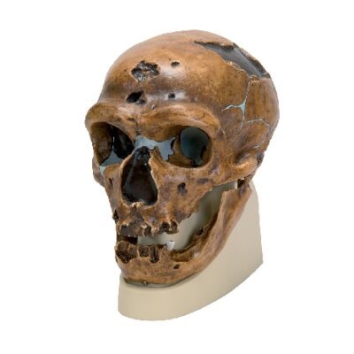 Teschio di Homo neanderthalensis (La Chapelle-aux-Saints 1), replica