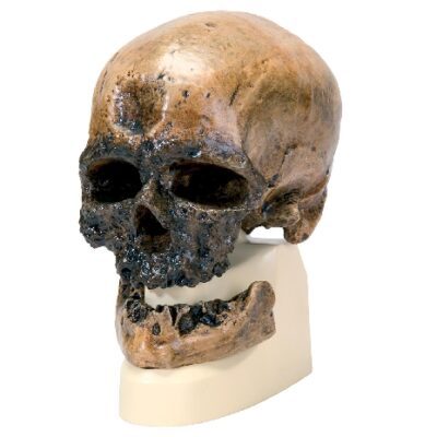 Teschio di Homo sapiens (Crô-Magnon), replica
