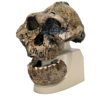 Teschio di Australopithecus Boisei (KNM-ER 406 + Omo L7A-125), replica