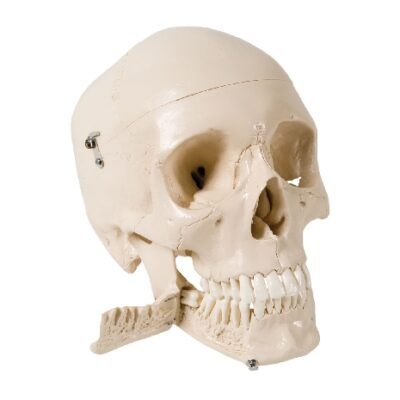 Modello di cranio con denti per estrazione, in 4 parti