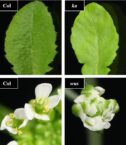 6575000b-1744614975.jpg