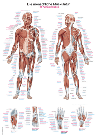Grafico I muscoli umani, 70x100 cm