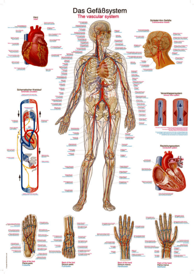Grafico Il sistema vascolare, 70x100 cm