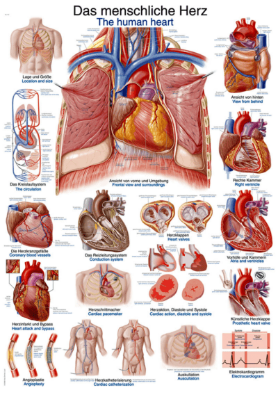 Schema Il cuore umano, 70x100cm