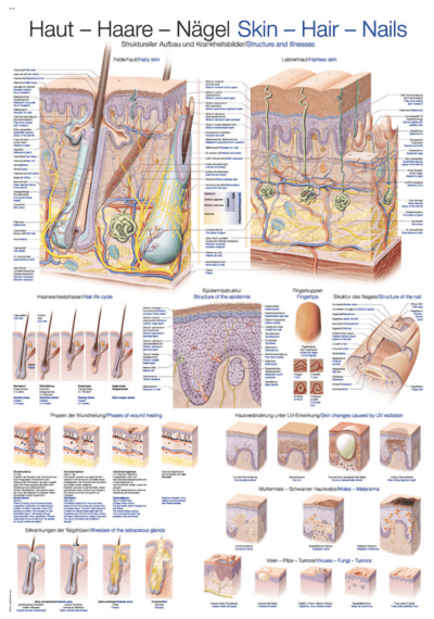 Grafico Pelle-Capelli-Unghie, 70x100cm