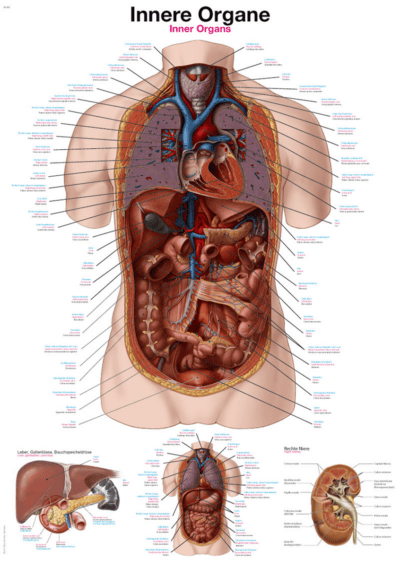 Grafico Organi interni, 70x100cm
