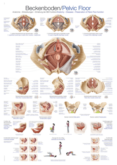 Grafico pavimento pelvico, 70x100 cm