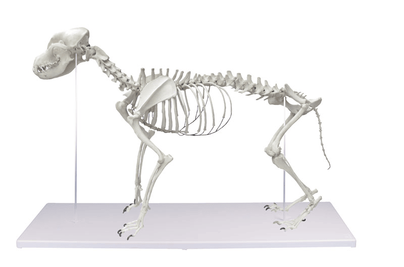 erl-vet1700-1614683322.png