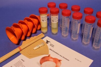 Estrazione del DNA dalle cipolle