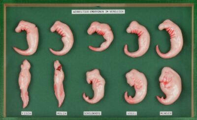 Embrioni vertebrati, un confronto