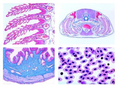Istologia dei vertebrati esclusi i mammiferi, 25 vetrini microscopici