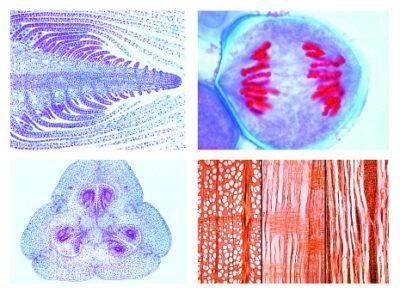 Fanerogame, set supplementare, 50 vetrini per microscopio