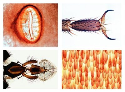 Insecta, set elementare, 25 vetrini per microscopio
