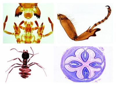 Insecta, set supplementare, 36 vetrini per microscopio
