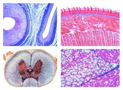 Istologia umana normale, set grande parte I, 50 preparati microscopici