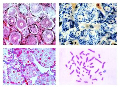 Istologia: struttura cellulare e sua divisione (citologia, 10 vetrini microscopici