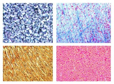 Istologia: tessuti connettivi, 10 vetrini microscopici