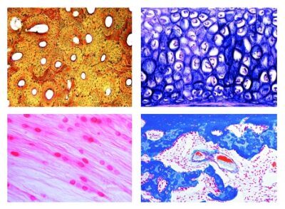 Istologia: cartilagine e ossa, 11 vetrini microscopici