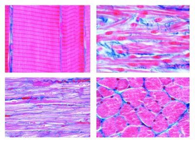 Istologia: tessuti muscolari, 6 vetrini microscopici