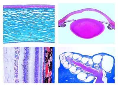 Istologia: Organi di senso, 10 vetrini microscopici