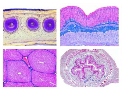 Istologia: apparato digerente, 15 vetrini microscopici