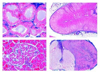Istologia, Organi ormonali, 6 vetrini microscopici