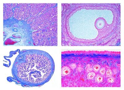 Istologia: sistema riproduttivo femminile, 10 vetrini microscopici
