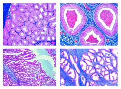 Istologia: sistema riproduttivo maschile, 7 vetrini microscopici