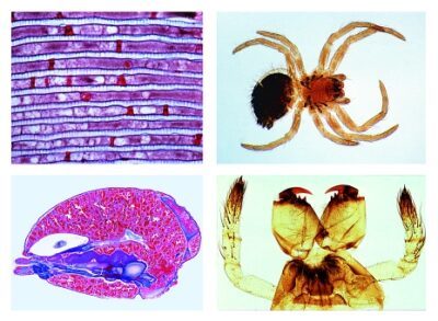 Zoologia, set di dettagli, Arachnoidea e Myriapoda, 12 preparati microscopici (Nuova versione)